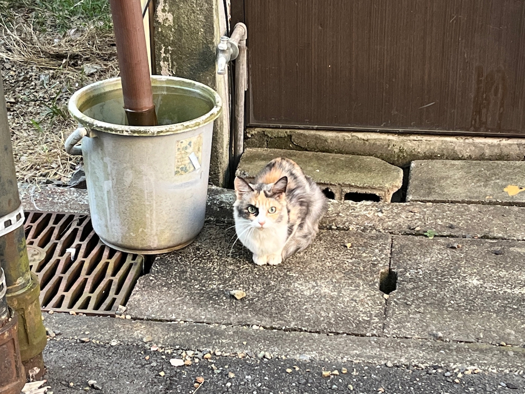 IMG_1548.jpeg